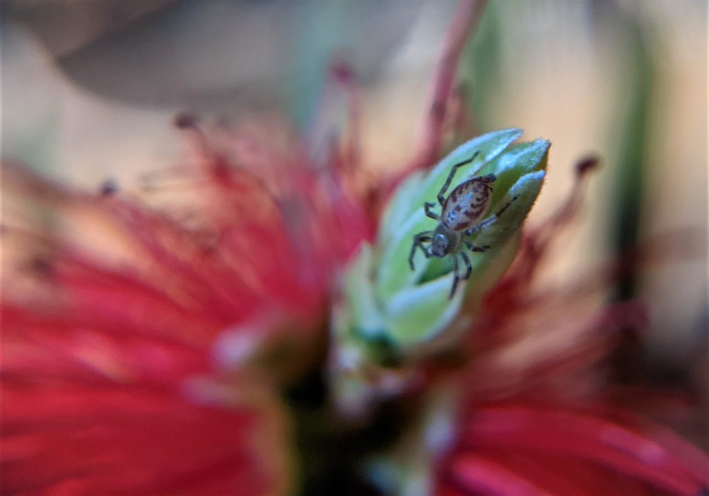 Spider in bottlebrush