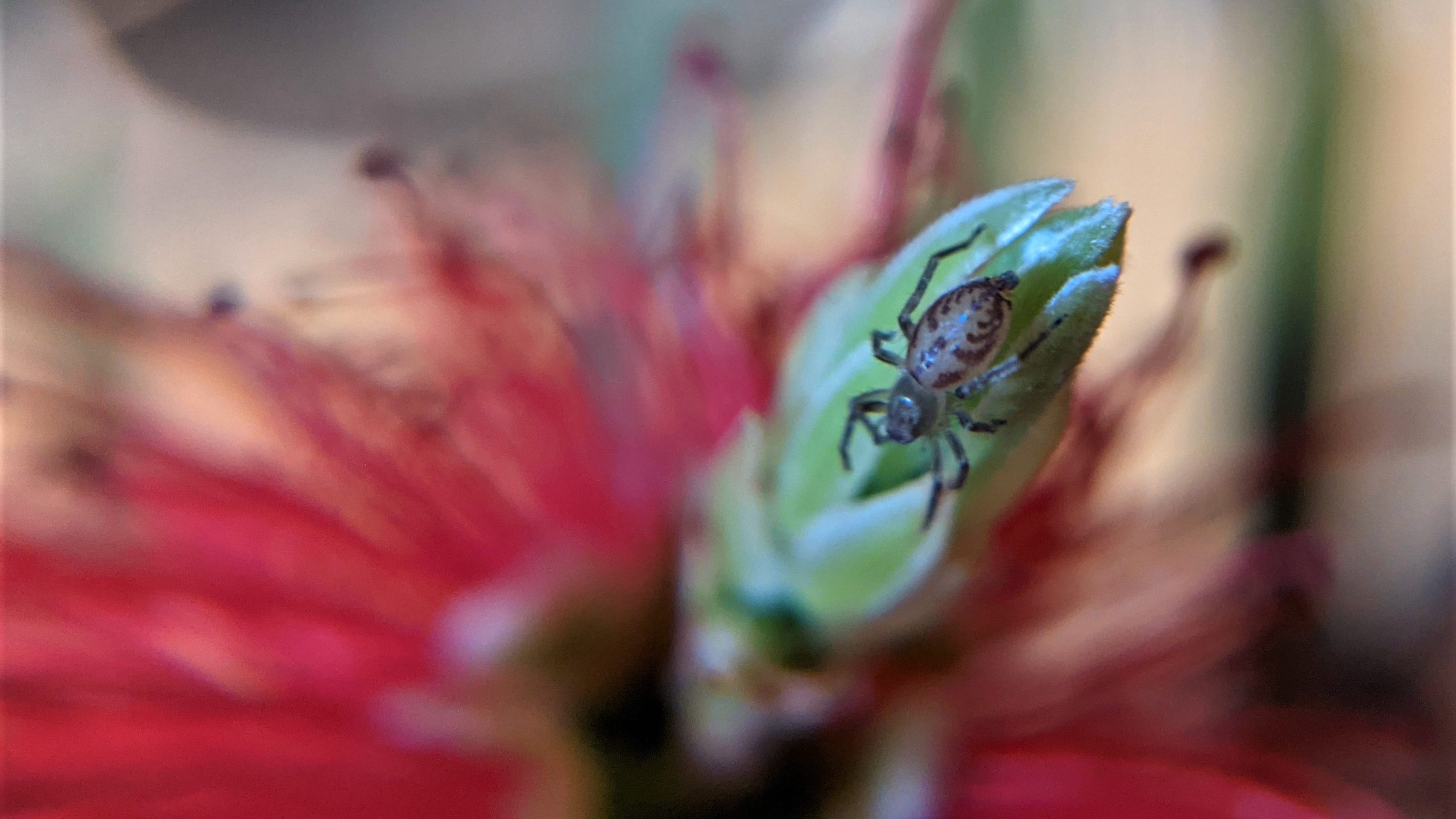 Spider in bottlebrush