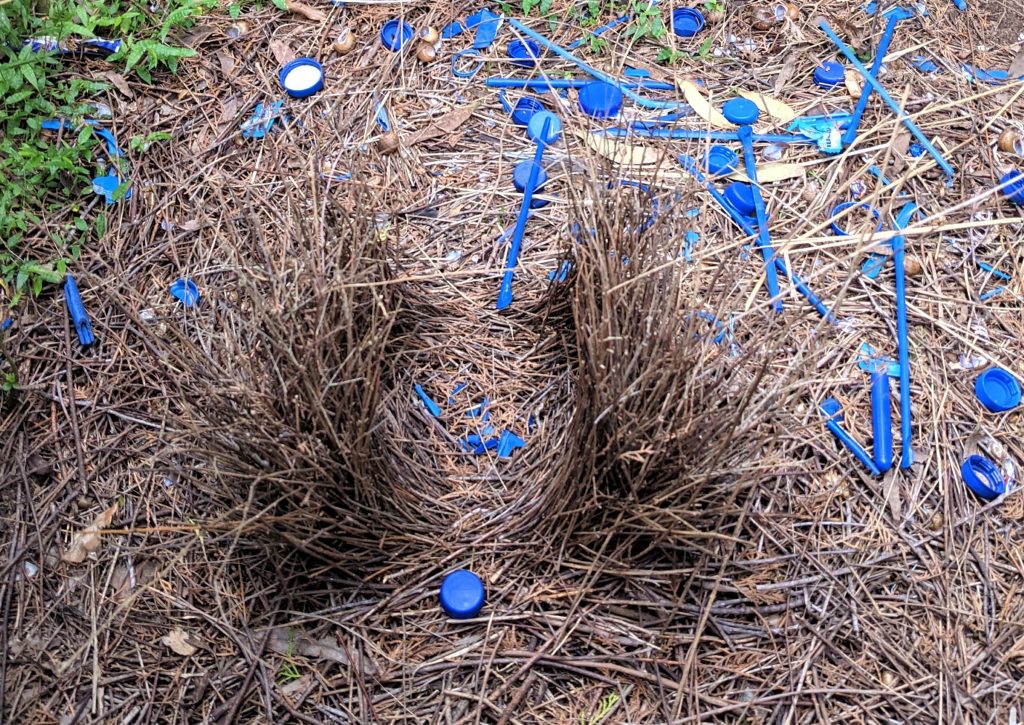 Bower-Bird-nest