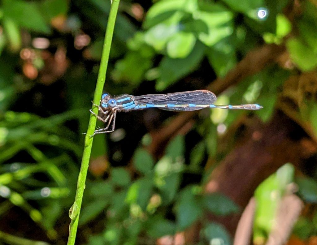 Blue Damselfly