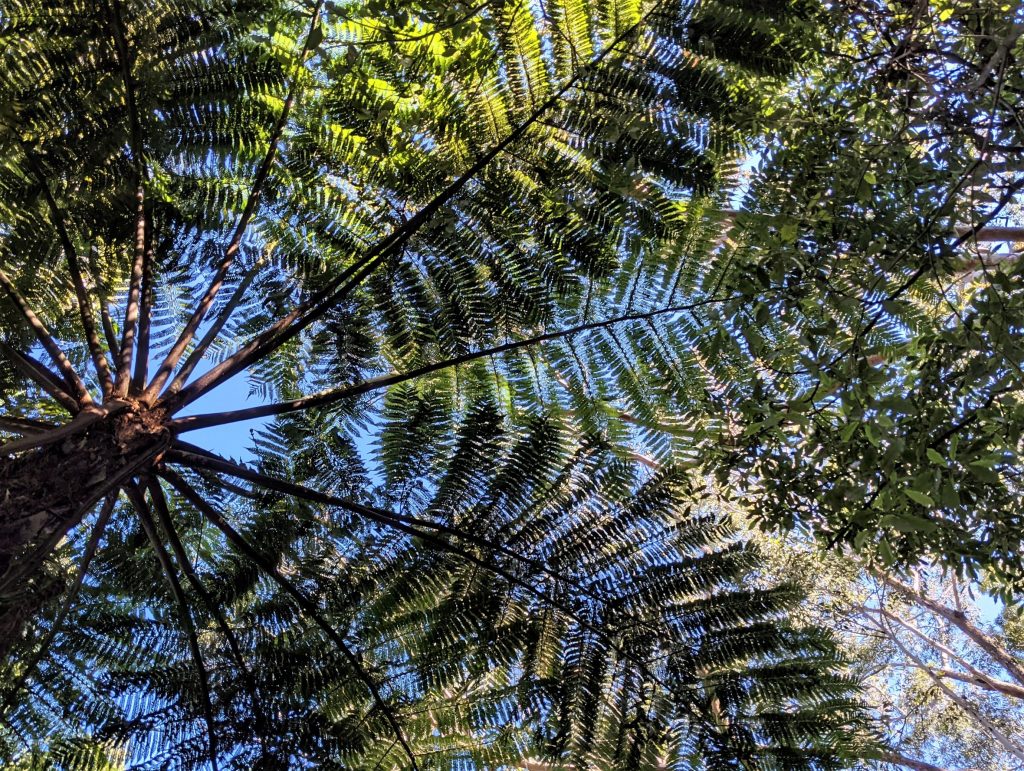 Tree Ferns