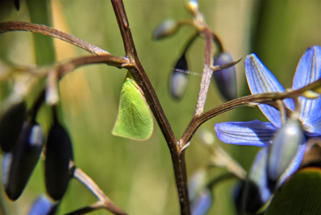 Leaf Hopper on Dianella caerulea