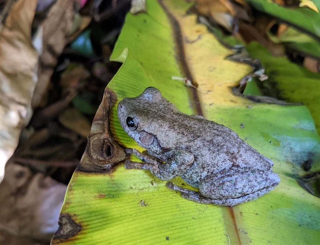 Perons-tree-frog