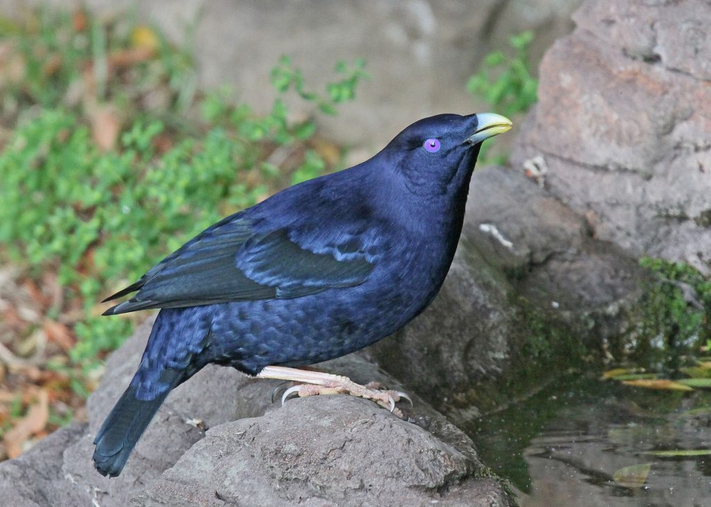 Satin_Bowerbird