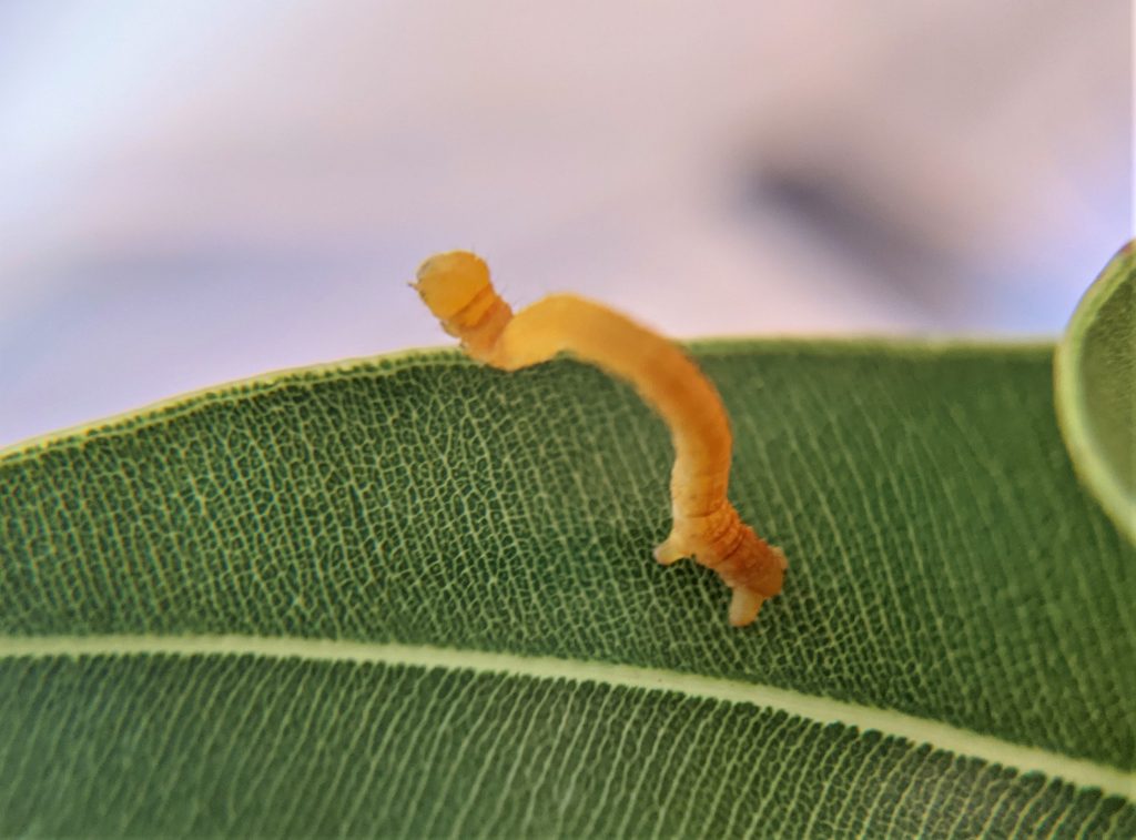 Inch worm