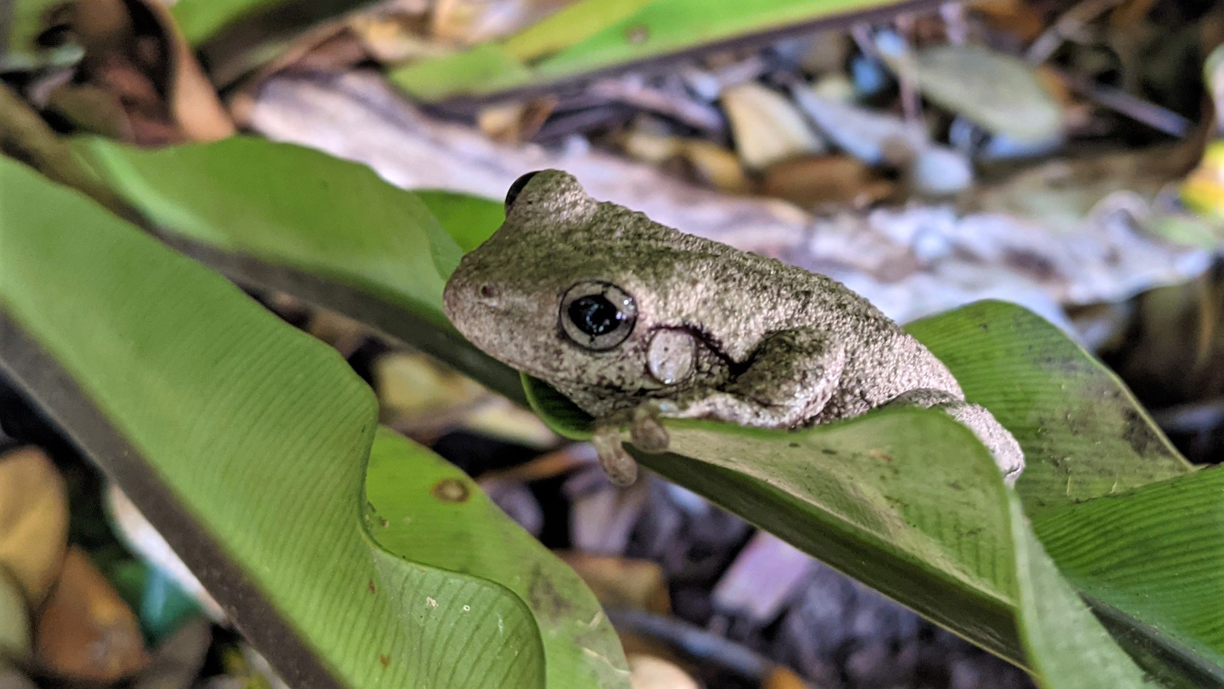 Perons Tree Frog on fern