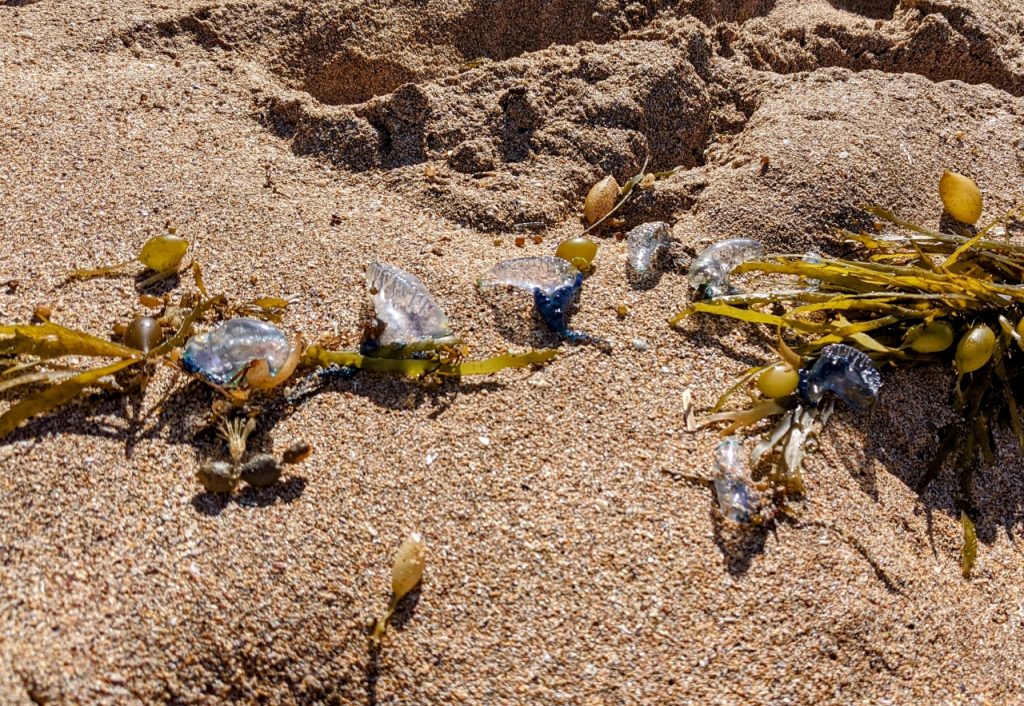 Blue Bottles washed ashore