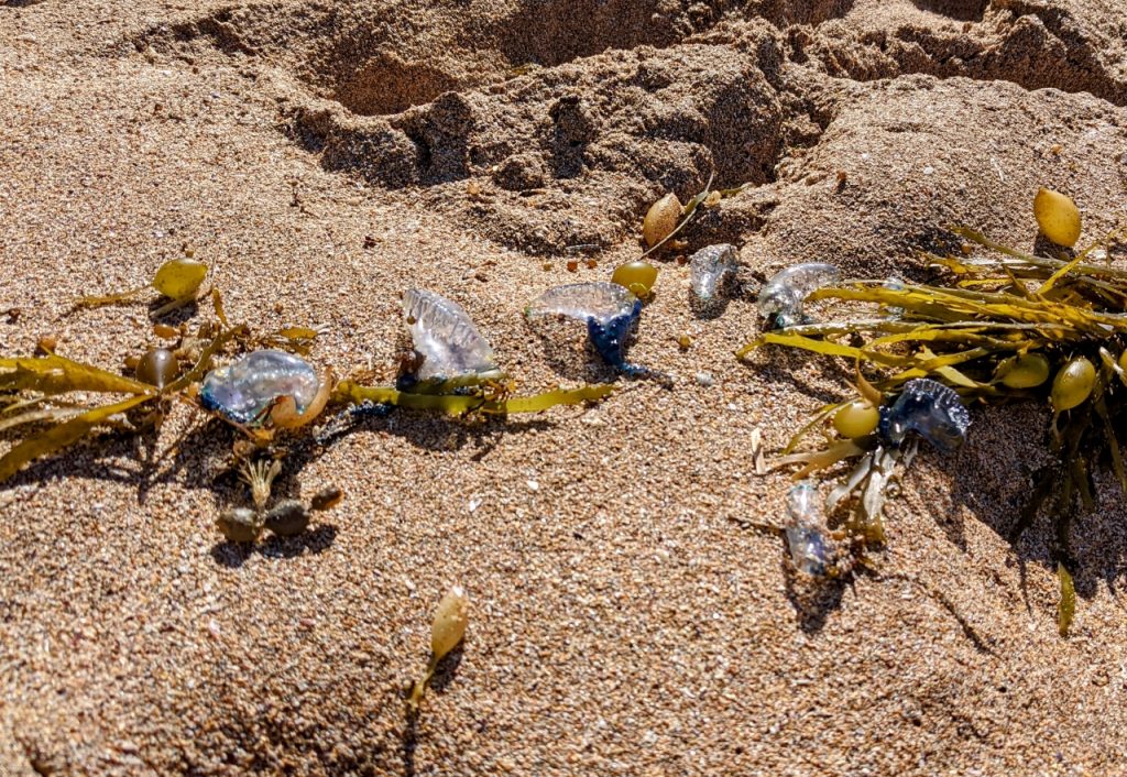 Blue Bottles washed ashore