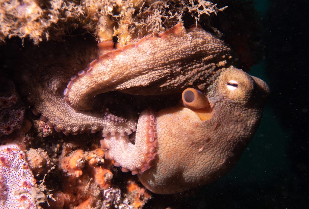 Common Sydney Octopus