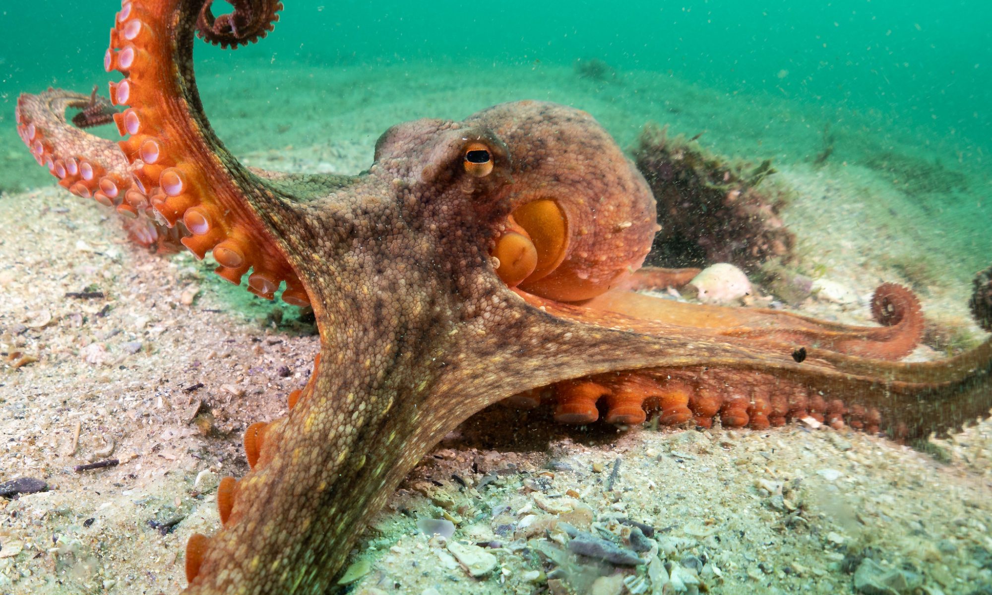 Sydney Octopus