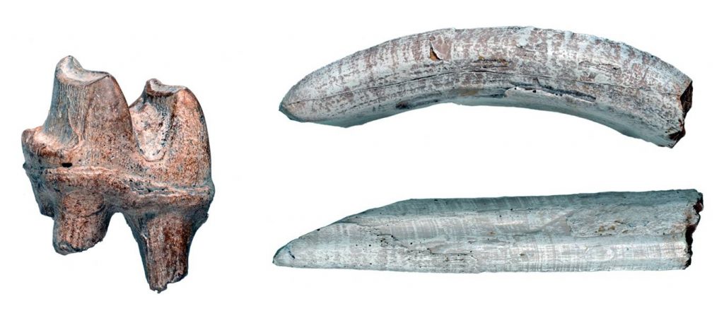 Diprotodon teeth