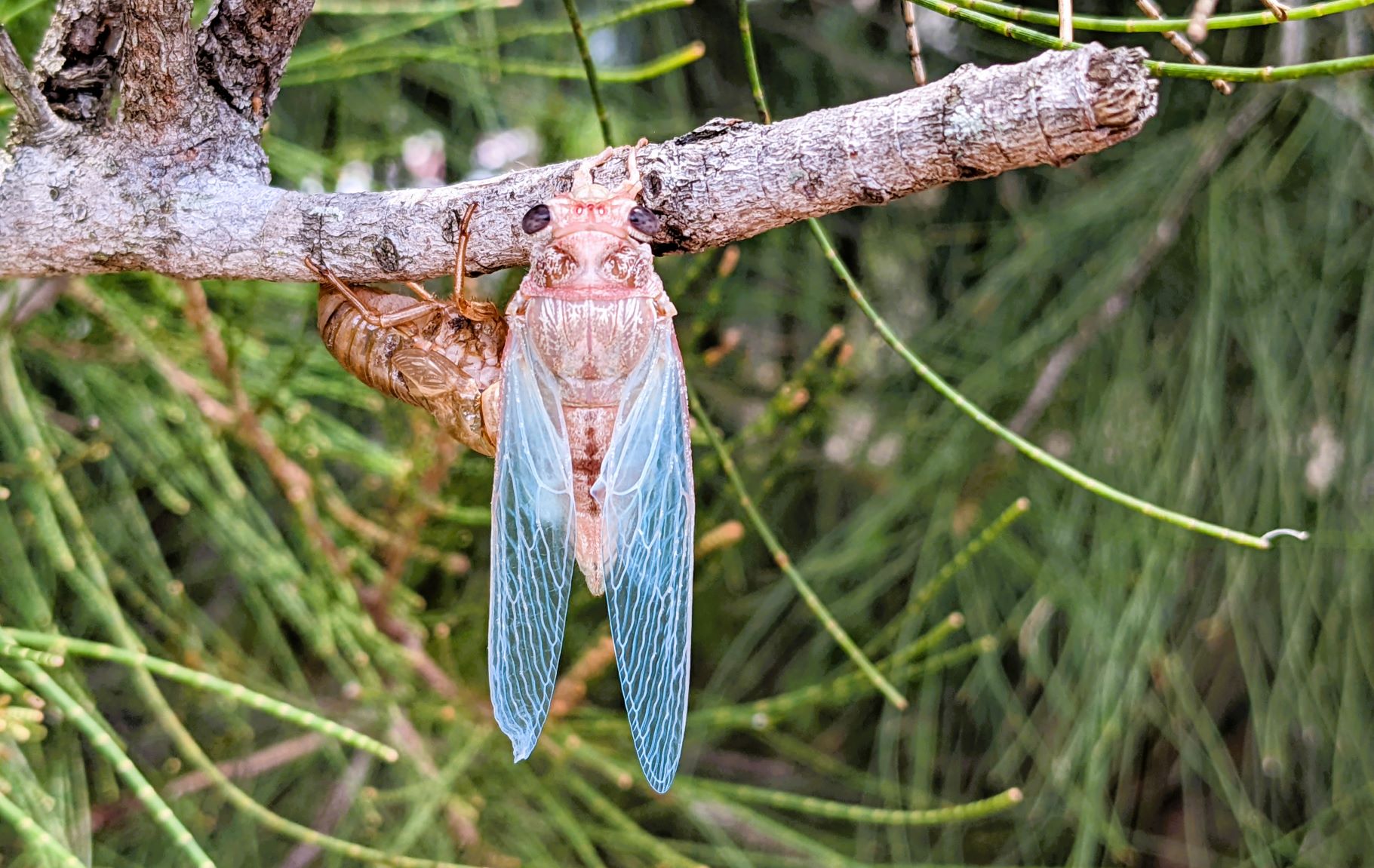 Cicada drying their wings