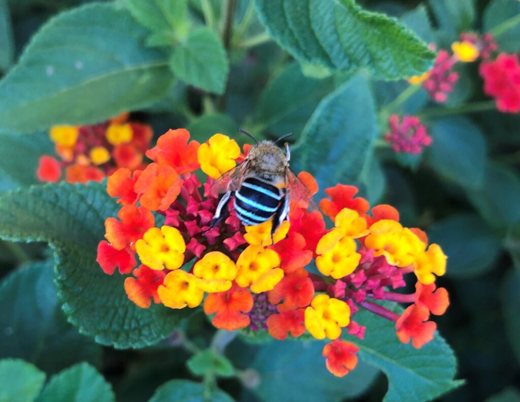 Blue Banded Bee