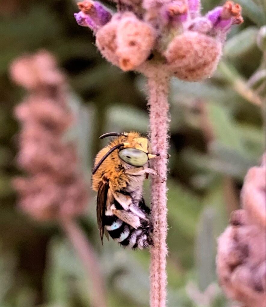 Blue Banded Bee