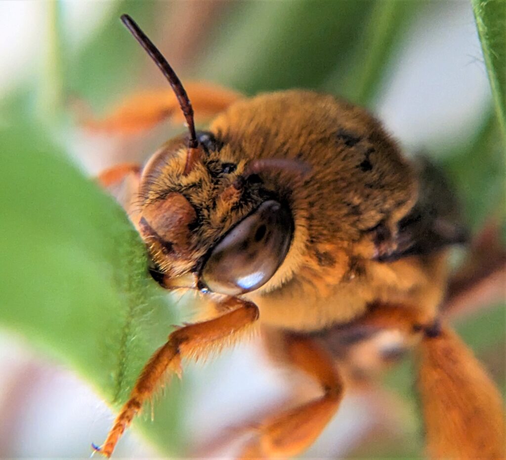 Teddy Bear Bee