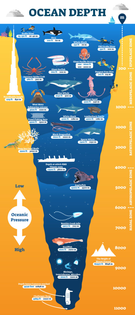 The Deep Sea Begins Where The Sunlight Starts To Fade the-deep-sea-begins-where-the-sunlight-starts-to-fade