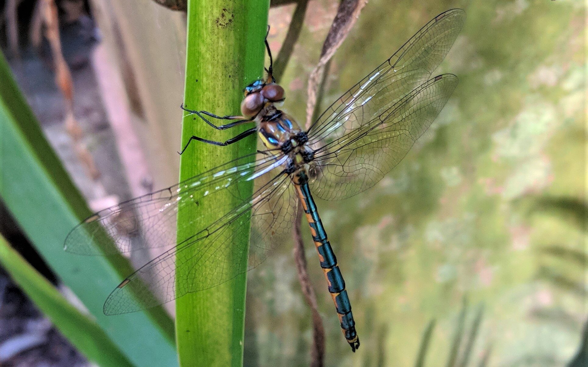 Dragonfly drying it's wings after metamorphosis