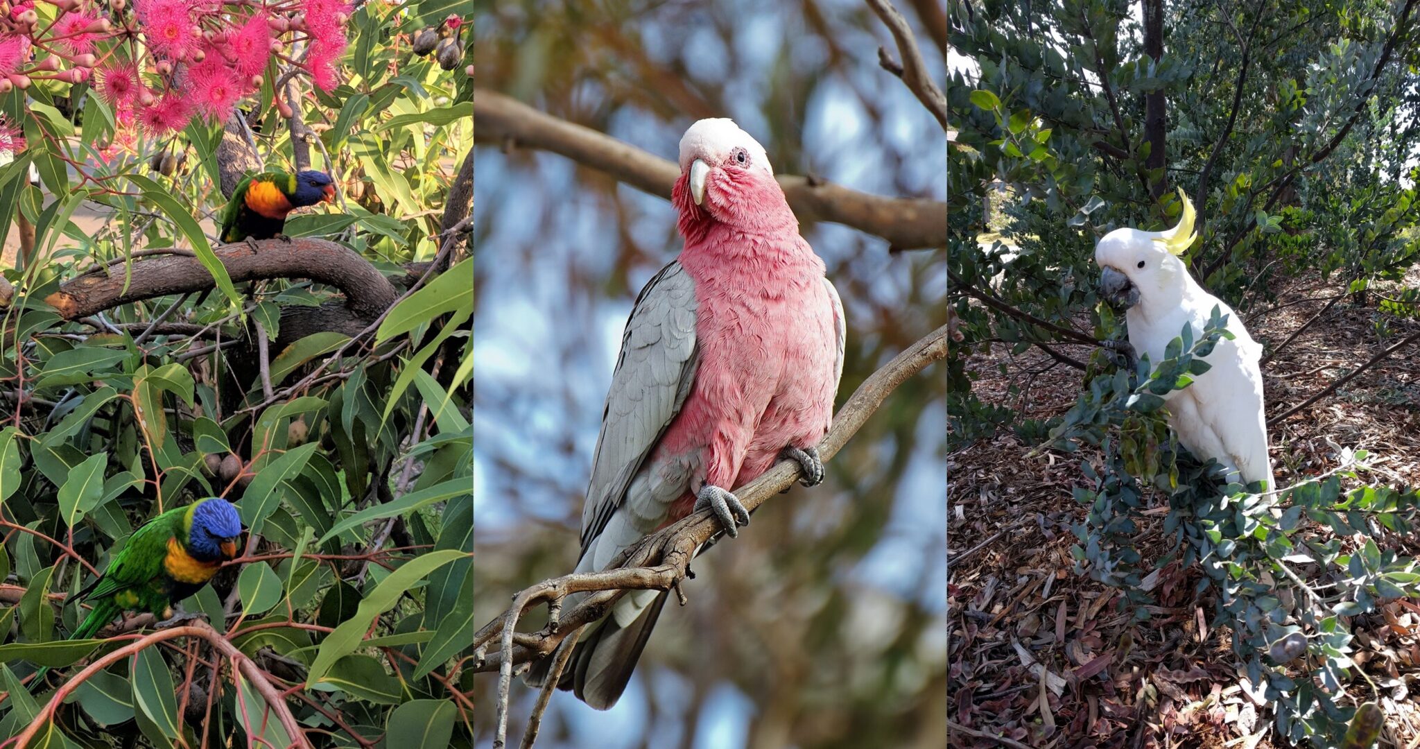 Beginners Guide to Birdwatching