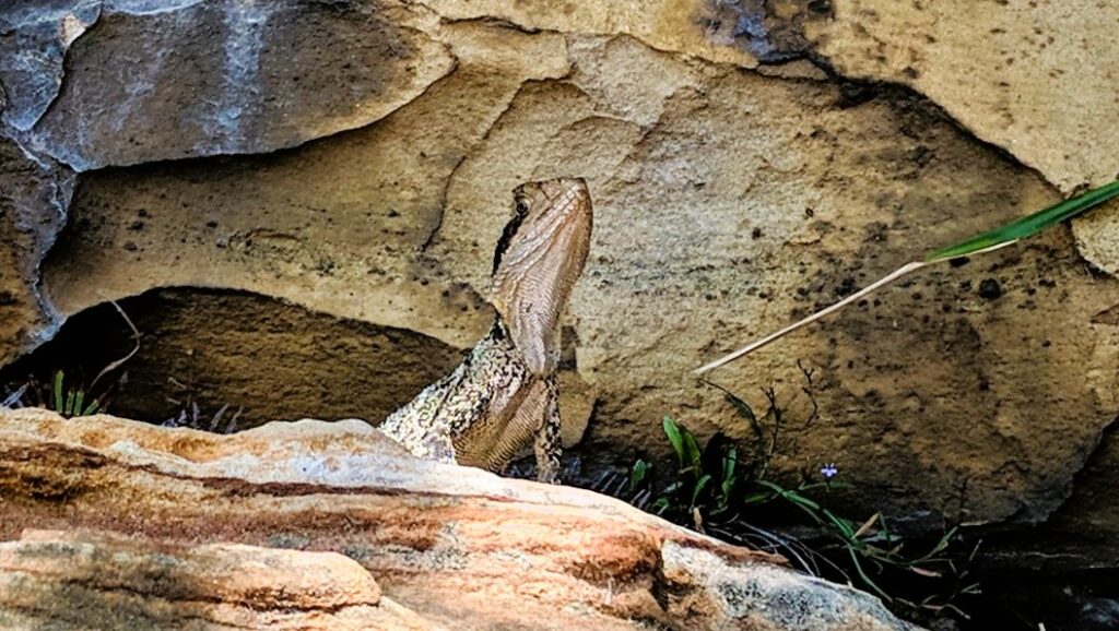 Water dragon hiding in the rocks