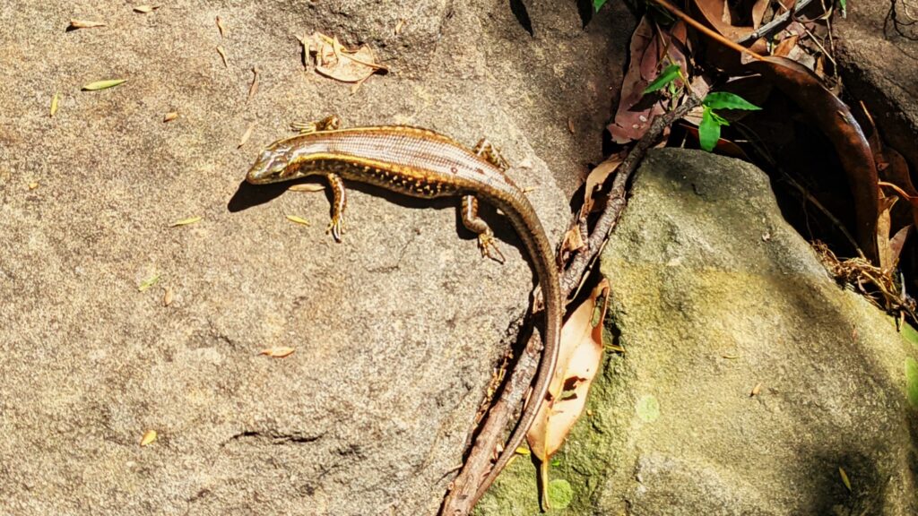 Water skink basking on a rock