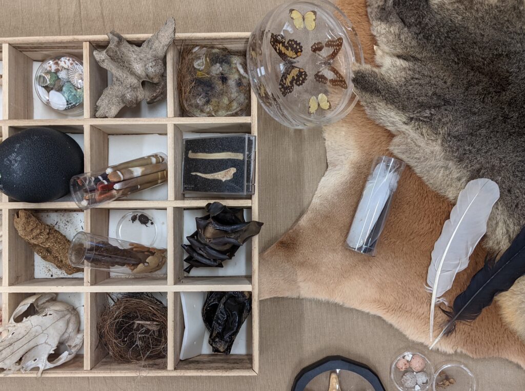 Australian Animals touch table