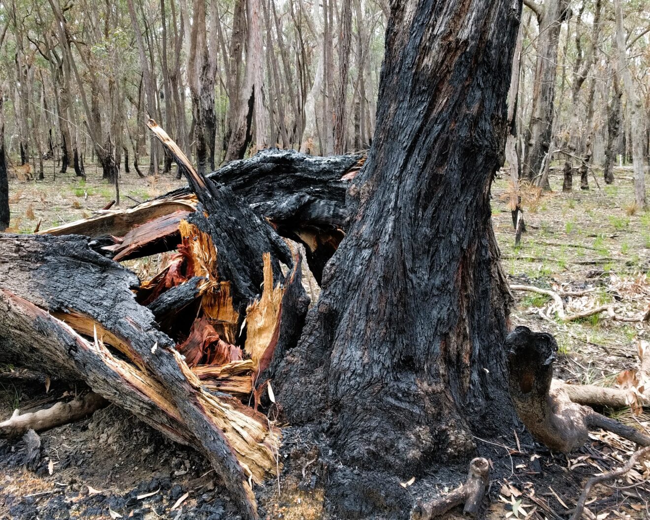 Bushfires