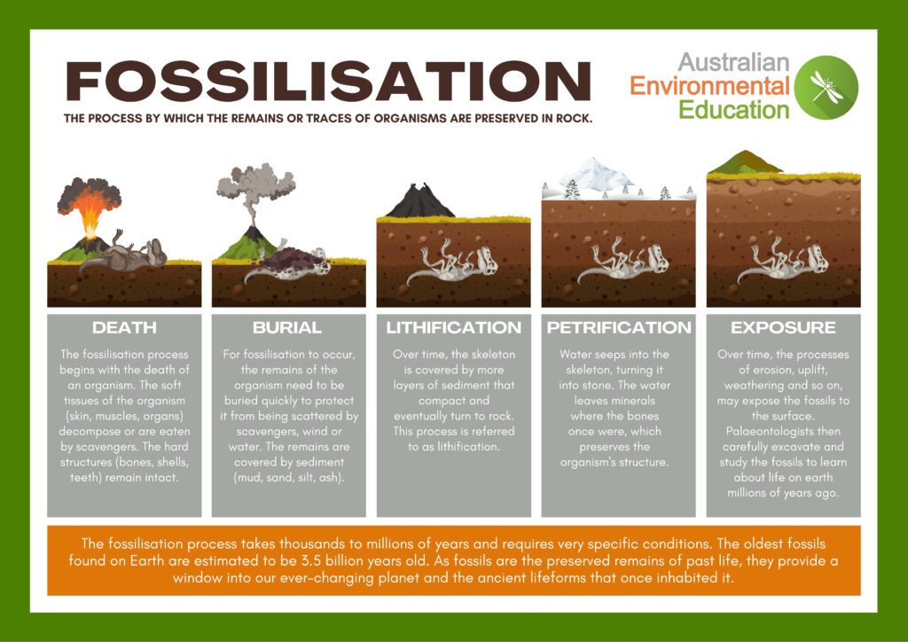Graphic on the Fossilisation Process