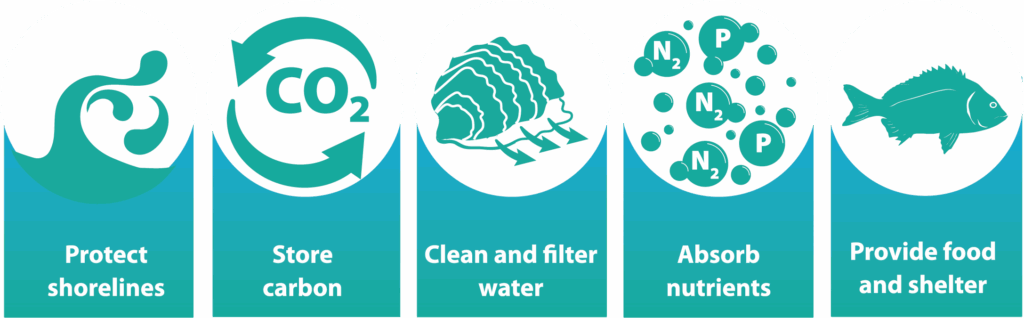 Graphic on how shellfish reef benefit the environment