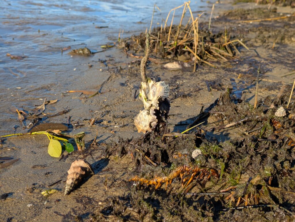 Oyster and whelk Brisbane Waters Woy Woy
