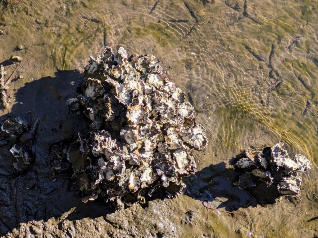Oyster colonised rock Brisbane Waters Woy Woy Oyster Reef