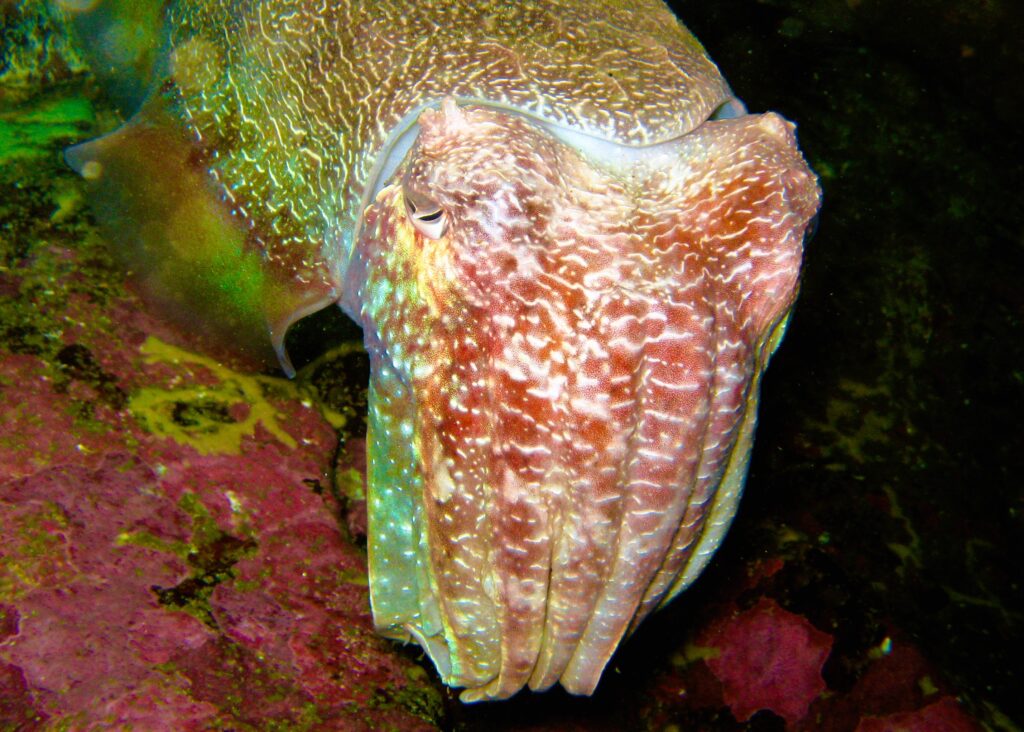Giant cuttlefish