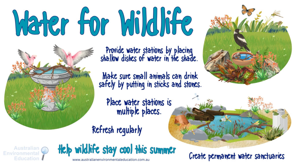 Water for Wildlife during heatwaves. 
- Provide water stations in the shade
- Add sticks and stone, so small animals can drink safely 
- Refresh the water regularly