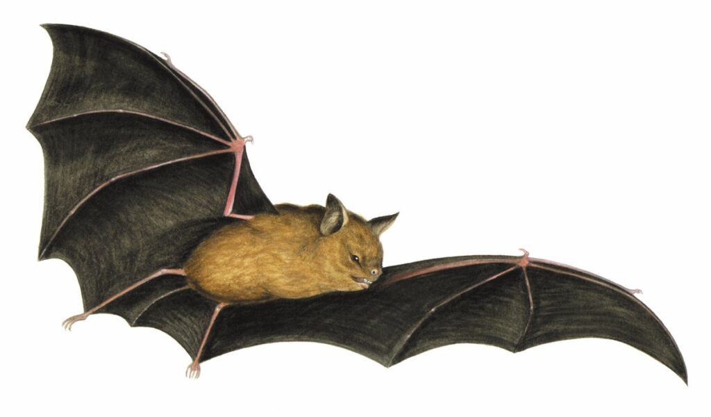 Australonycteris clarkae – Australia’s earliest known bat species. Estimated to be 55 million years old, this is one of the oldest bat