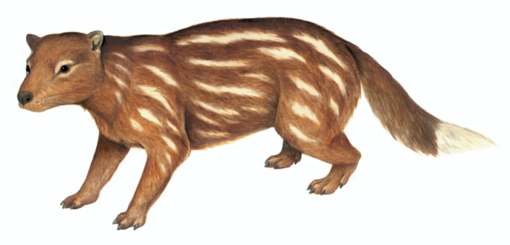 Tingamarra: A tiny, insect-eating mammal.