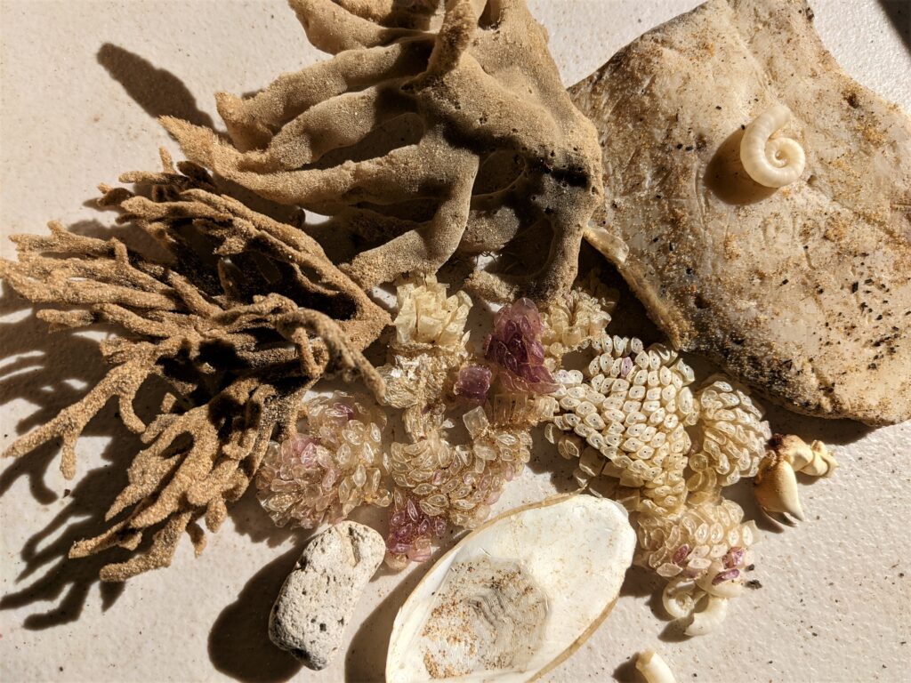 Beachcombing