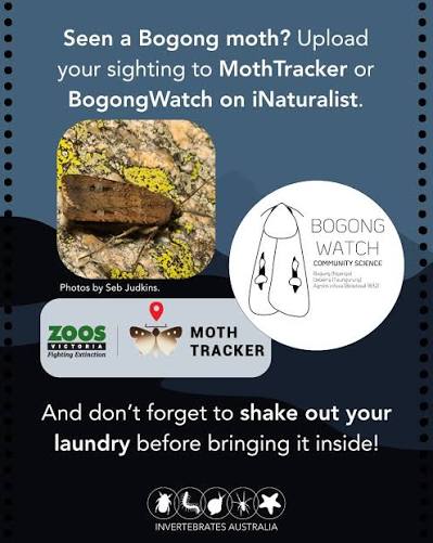 Bogong moth tracker
