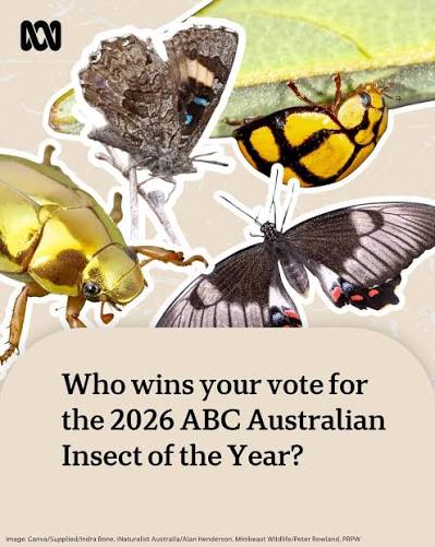 Insect of the year